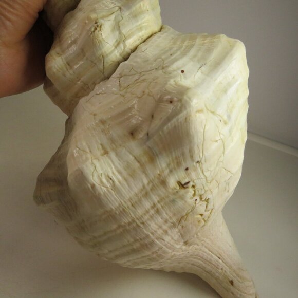 Real Sea Shell 15" long Horse Conch cream & peach coloring Coastal - Picture 10 of 15